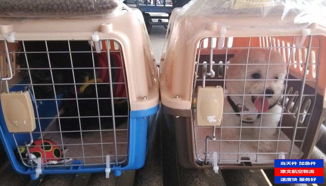 寵物空運