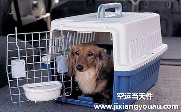 廣州寵物空運