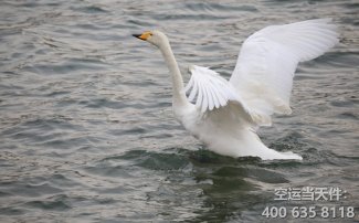 上海到雞西空運_機場航空件