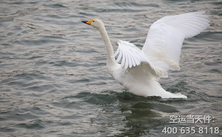 上海到雞西空運(yùn)