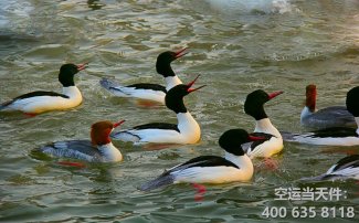 北京到丹東空運